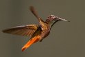 015 Tobago, muskietkolibrie